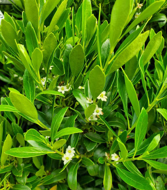 Ilex glabra Shamrock (Shamrock Inkberry)