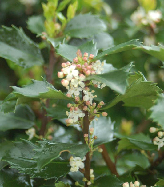 Ilex X meserveae Blue Prince (Blue Prince Holly)