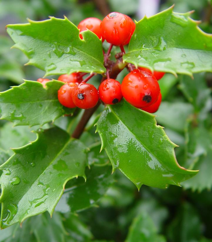 Ilex X meserveae Blue Princess (Blue Princess Holly)