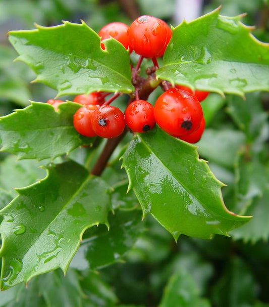 Ilex X meserveae Blue Princess (Blue Princess Holly)