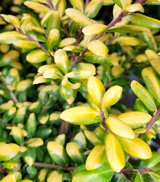 Ilex crenata Drops of Gold (Drops of Gold Japanese Holly)