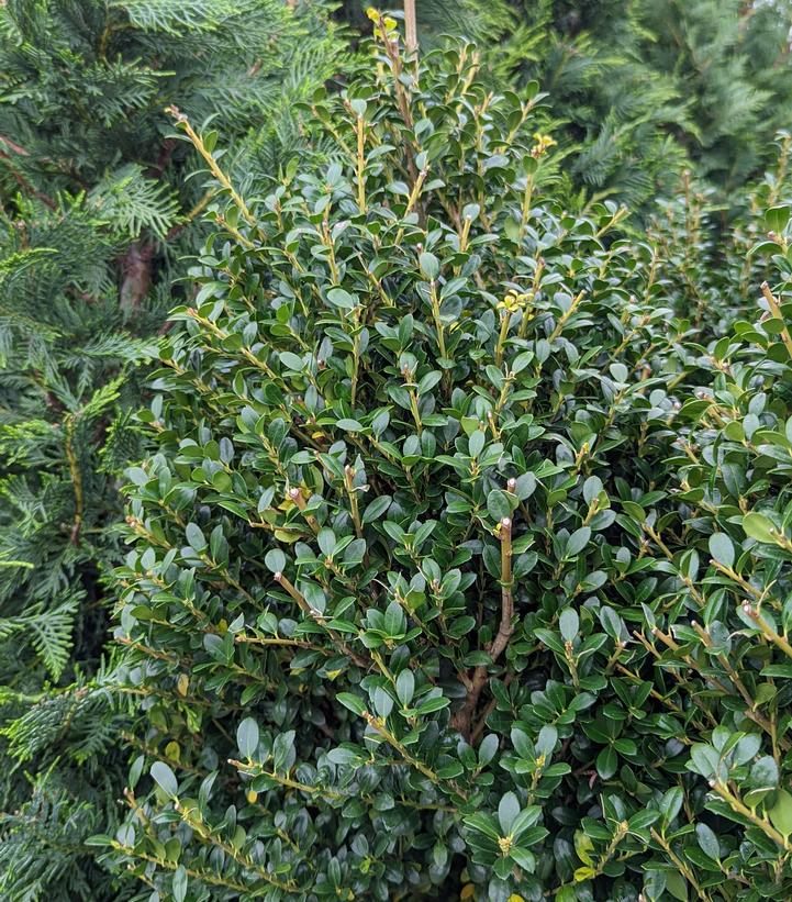 Ilex crenata Steeds (Steeds Upright Japanese Holly)