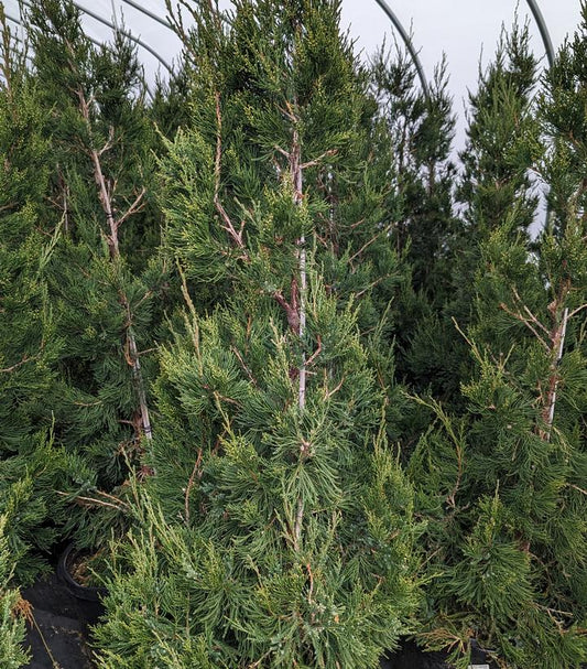Juniperus c. Hetzii columnaris (Columnar Hetzi Juniper)