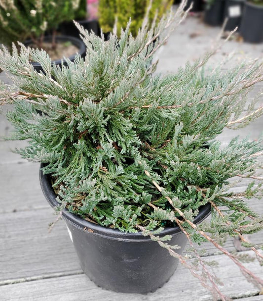 Juniperus horizontalis 'Bar Harbor' (Bar Harbor Creeping Juniper)