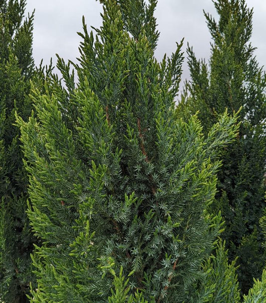 Juniperus chinensis Blue Point (Blue Point Juniper)