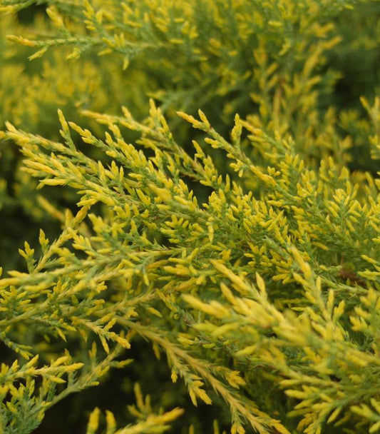 Juniperus chinensis 'Gold Star' (Gold Star Juniper)