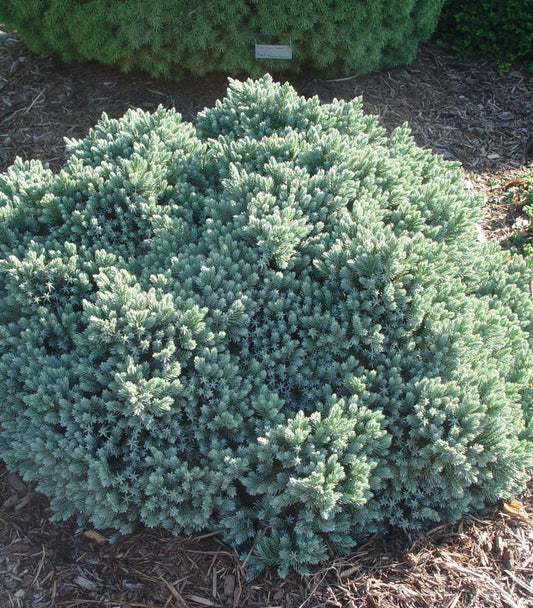 Juniperus squamata 'Blue Star' (Blue Star Juniper)
