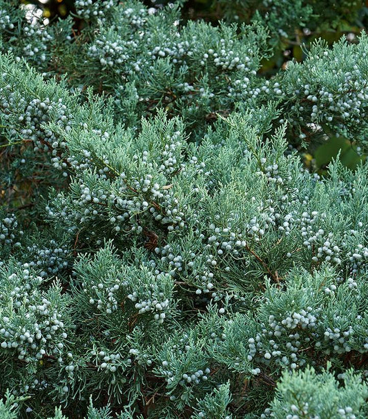 Juniperus virginiana 'Grey Owl' (Grey Owl Red Cedar)