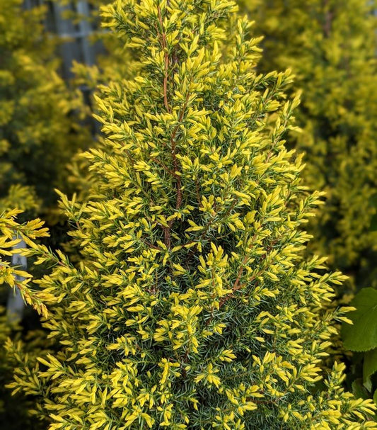 Juniperus communis Gold Cone (Gold Cone Juniper)