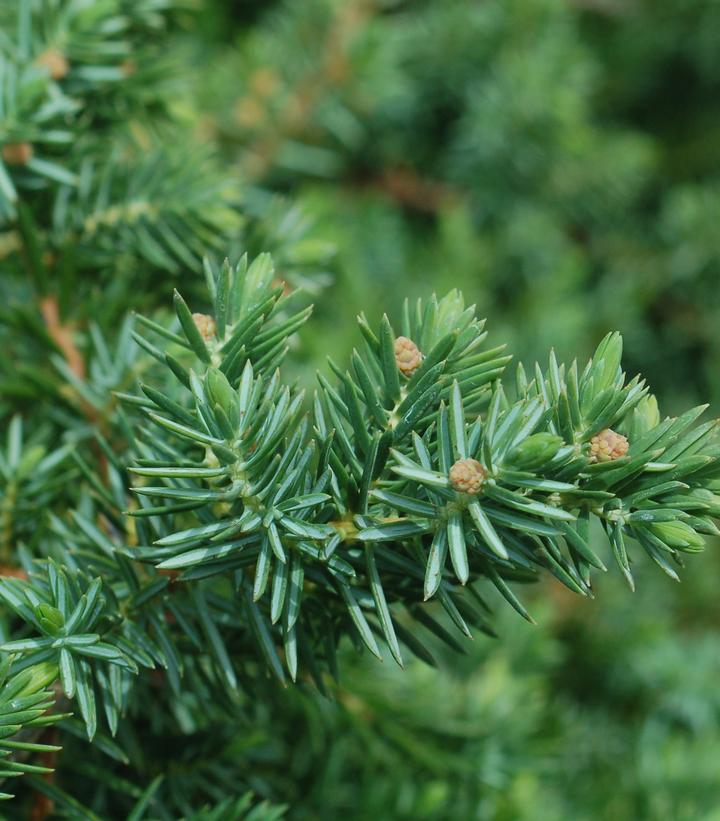 Juniperus conferta Blue Pacific (Blue Pacific Juniper)