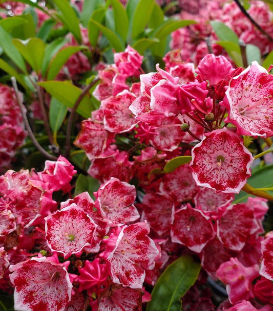 Kalmia lat. Kaleidoscope (Kaleidoscope Mountain Laurel)