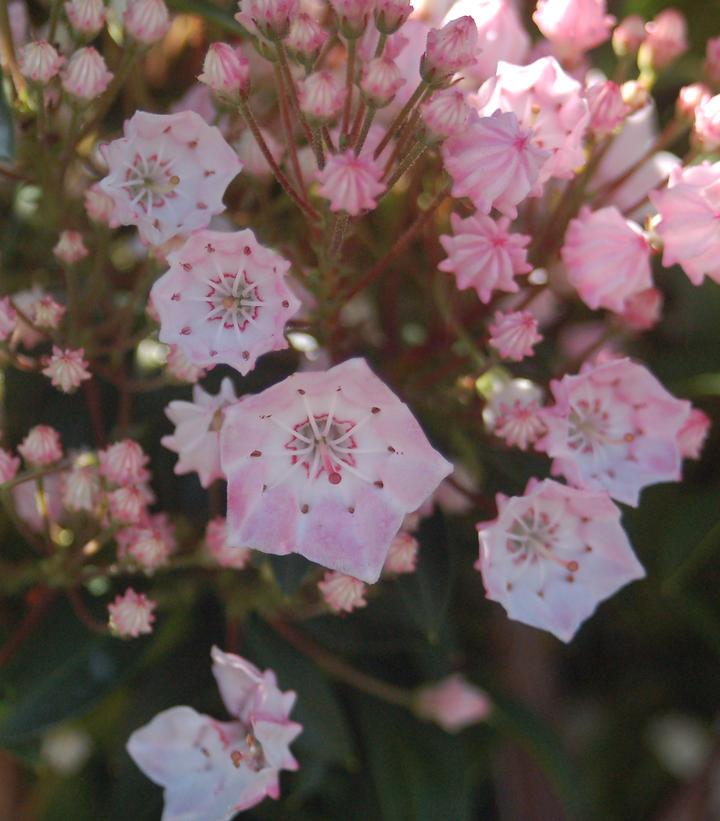 Kalmia lat. 'Tinkerbell' (Tinkerbell Mountain Laurel)