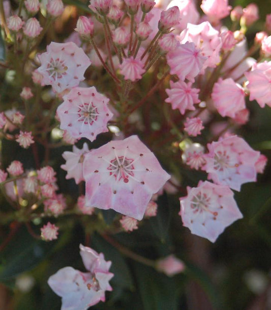 Kalmia lat. 'Tinkerbell' (Tinkerbell Mountain Laurel)