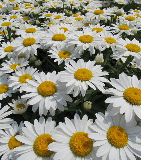 Leucanthemum superbum 'Snowcap' (Snowcap Shasta Daisy)