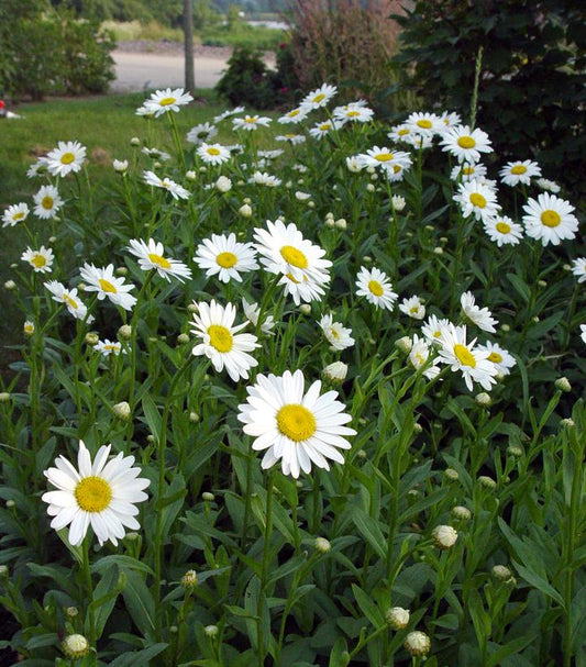 Leucanthemum X superbum Becky (Becky Shasta Daisy)