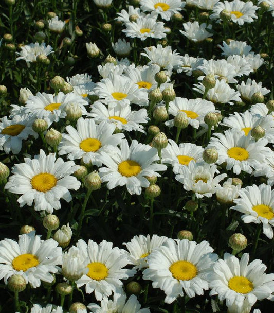 Leucanthemum Daisy May™; (Daisy May™; Shasta Daisy)