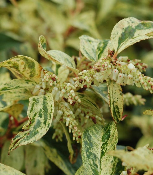 Leucothoe fontanesiana Rainbow (Rainbow Leucothoe)