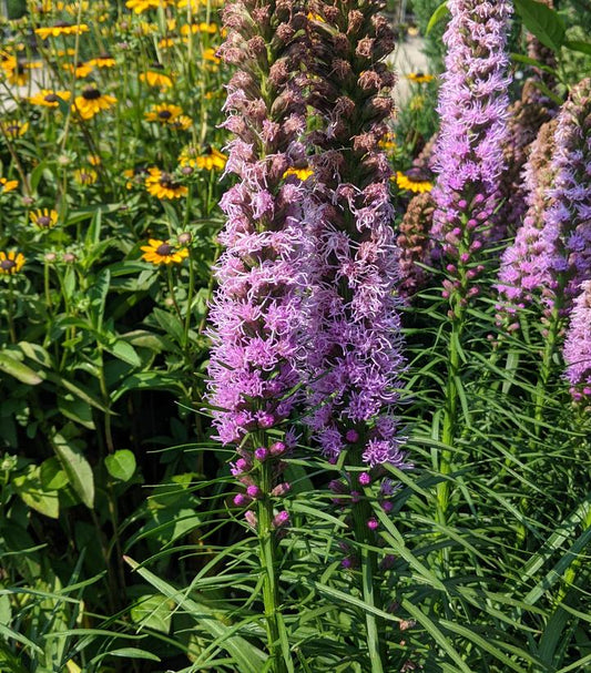 Liatris spicata Kobold Original (Kobold Original Gayfeather)