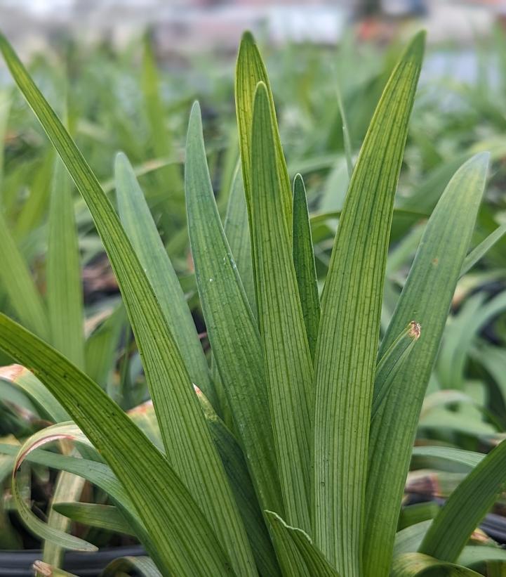 Liriope muscari 'Big Blue' (Big Blue Lily Turf)