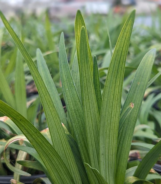 Liriope muscari 'Big Blue' (Big Blue Lily Turf)