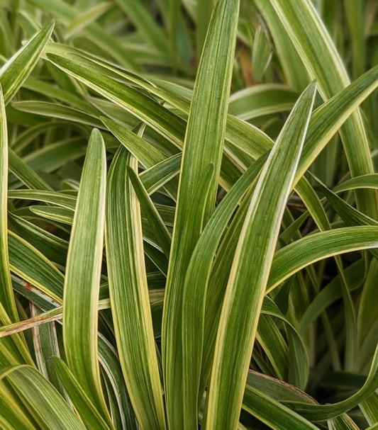 Liriope muscari 'Variegata' (Variegated Liriope)