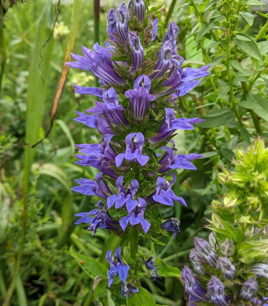 Lobelia siphilitica (Blue Cardinal Flower)