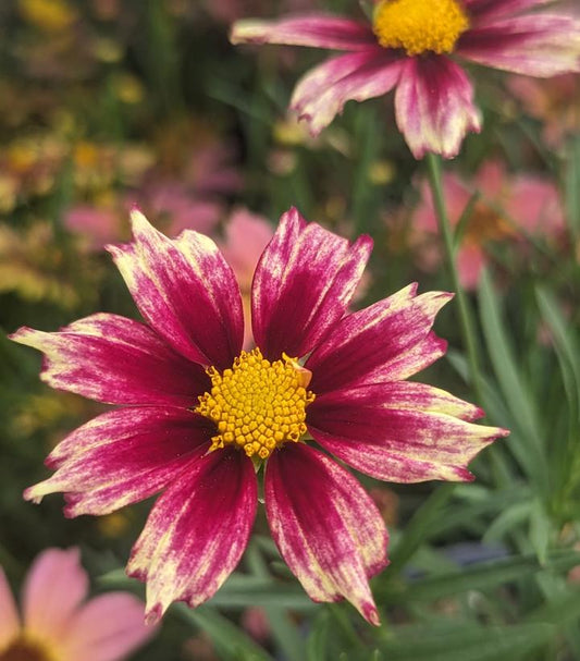 Coreopsis Li'l Bang 'Starlight' (Tickseed Starlight)