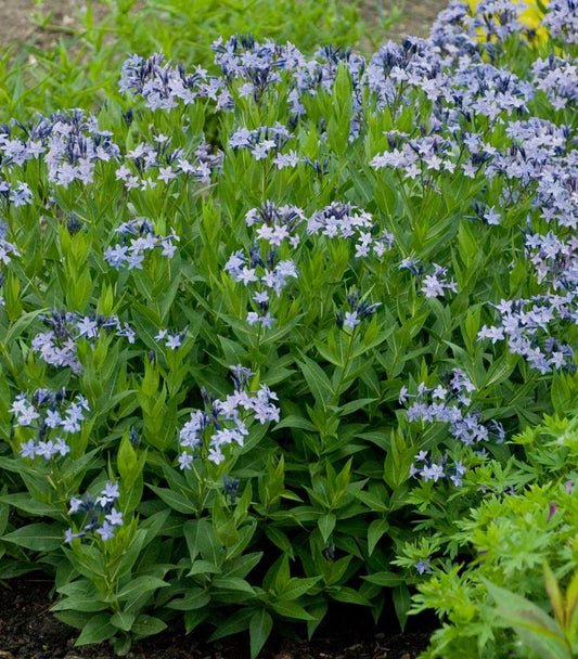Amsonia tabernaemontana 'Blue Ice' (Blue Ice Star Flower)