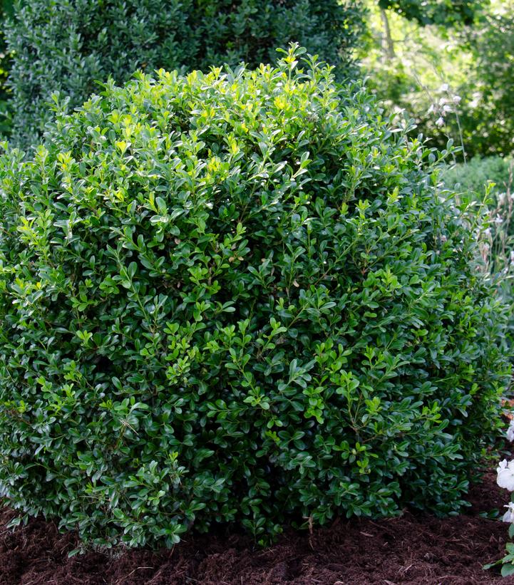 Buxus NewGen Independence® (NewGen Independence® Boxwood)