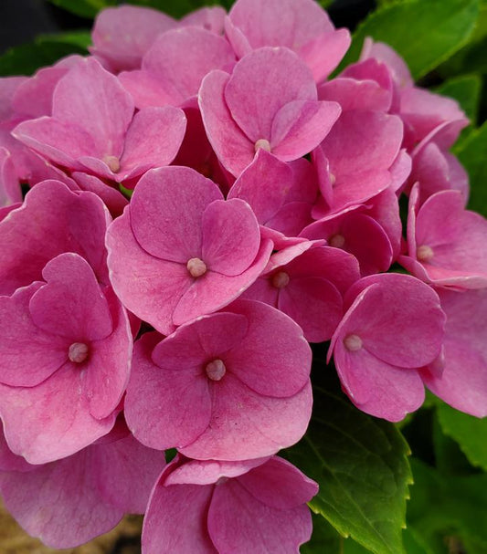 Hydrangea mac. Elizabeth Ashley (Elizabeth Ashley Hydrangea)