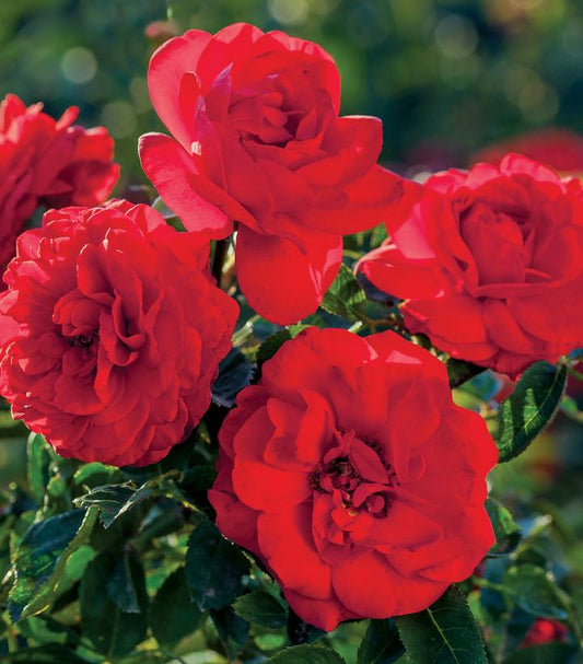 Rosa Canyon Road™; (Canyon Road™; Floribunda Rose)