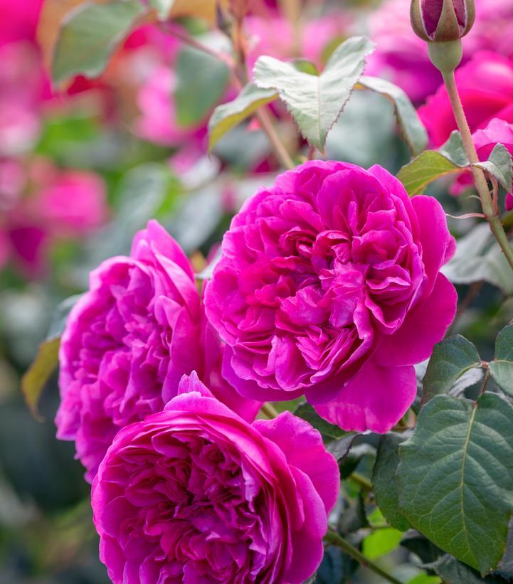 Rosa `James L. Austin` (English Shrub Rose)