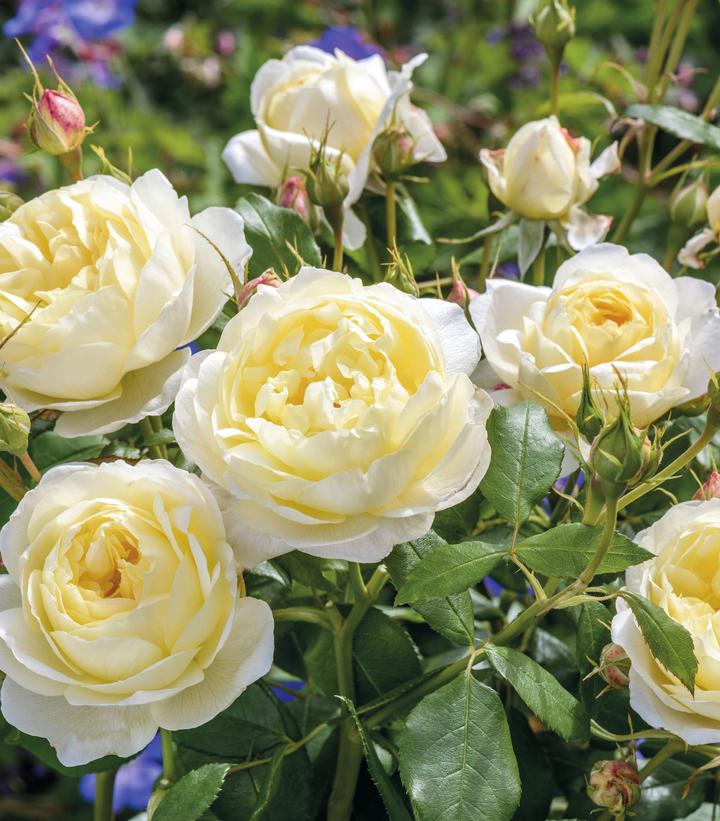 Rosa 'Vanessa Bell' (English Shrub Rose)