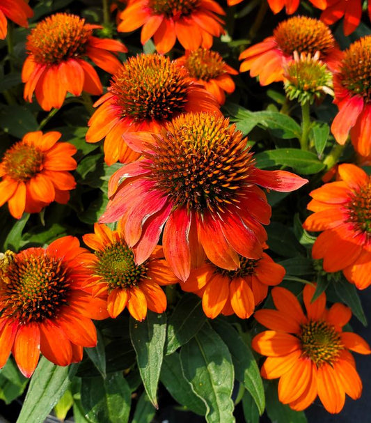 Echinacea Sombrero® Fiesta Orange (Fiesta Orange Coneflower)