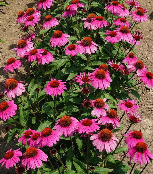 Echinacea Sombrero® Rosada (Rosada Coneflower)