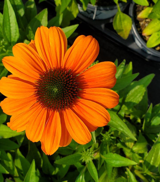 Echinacea hybrid Color Coded™; 'Orange You Awesome' (Orange You Awesome Coneflower)