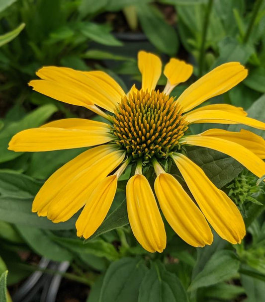 Echinacea hybrid Color Coded™2; 'Yellow My Darling' (Yellow My Darling Coneflower)