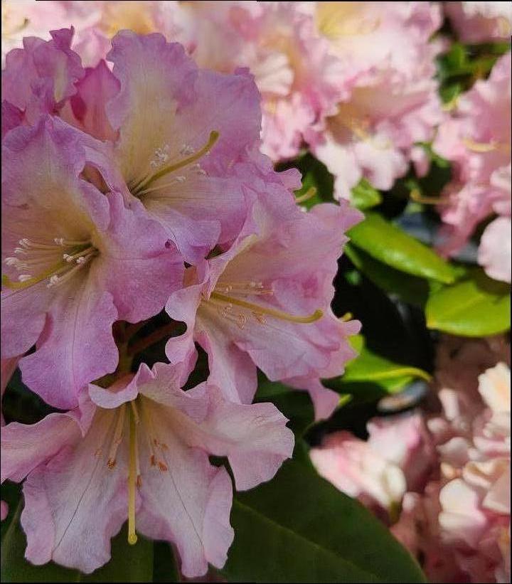Rhododendron 'Hoopla' (Hoopla Rhododendron)