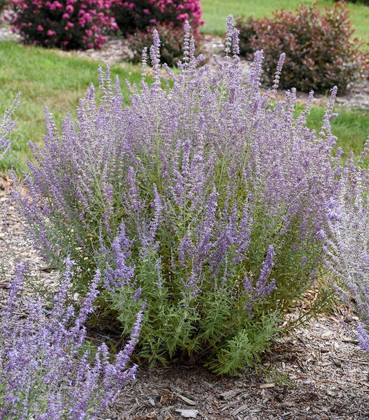 Perovskia atriplicifolia 'Sage Advice' (Russian Sage)