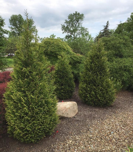 Thuja x plicata 'Junior Giant' (Junior Giant Arborvitae)