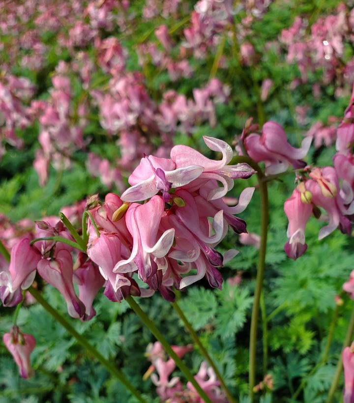 Dicentra 'Pink Diamonds' (Fern-leaved Bleeding Heart)