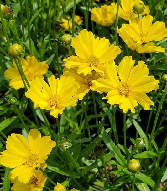 Coreopsis Li'l Bang™; 'Goldilocks' (Goldilocks Tickseed)
