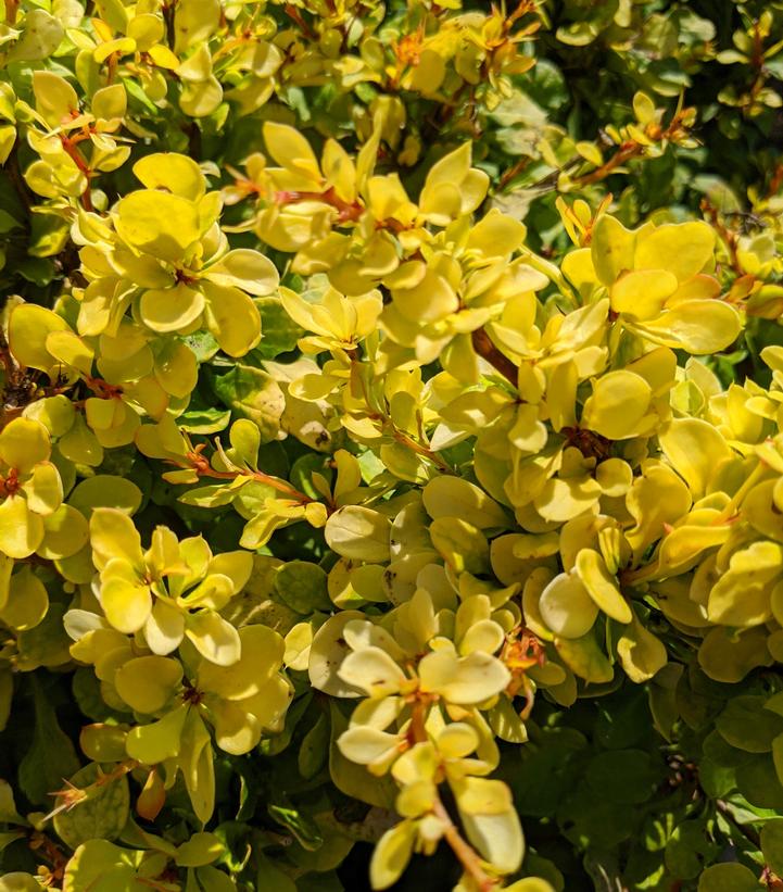 Berberis WorryFree® Lemon Cutie® (Lemon Cutie® Barberry)