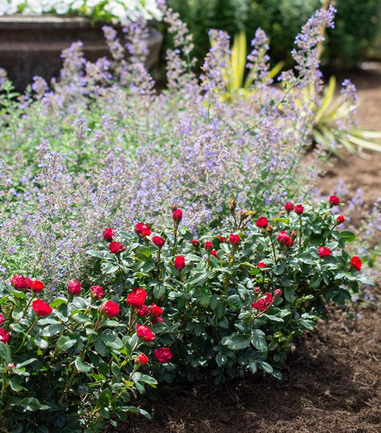 Rosa Petite Knock Out® (Petite Knock Out® Minature Rose)