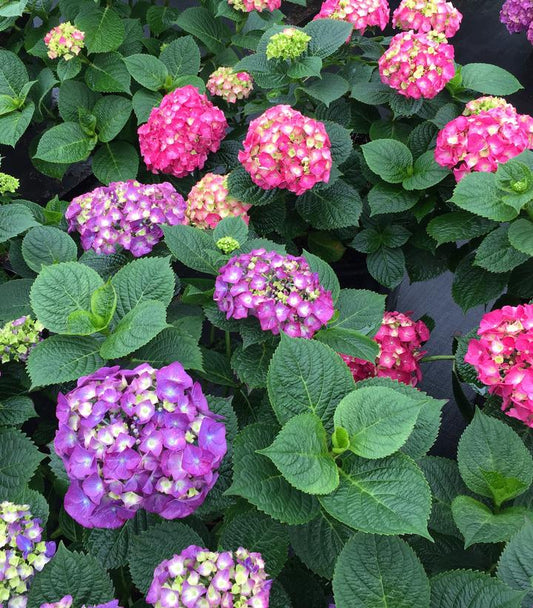 Hydrangea mac. Let's Dance Big Band® (Let's Dance Big Band® BIgleaf Hydrangea)