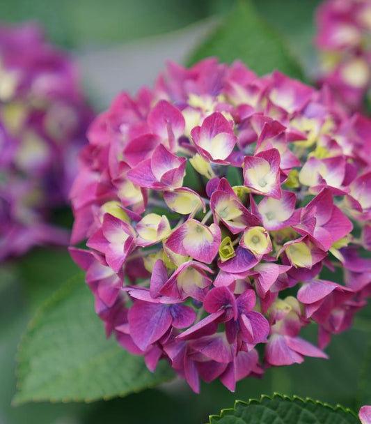 Hydrangea mac. Wee Bit Giddy® (Wee Bit Giddy® Bigleaf Hydrangea)