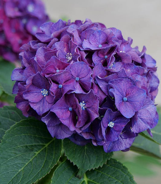 Hydrangea mac. Wee Bit Grumpy® (Wee Bit Grumpy® Bigleaf Hydrangea)