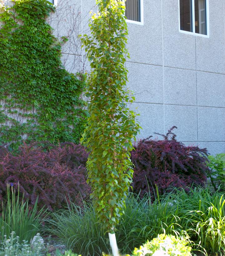 Betula platyphylla Parkland Pillar® (Parkland Pillar® Birch)