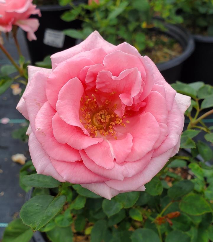 Rosa Brindabella Roses® Pink Princess (Pink Princess Rose)