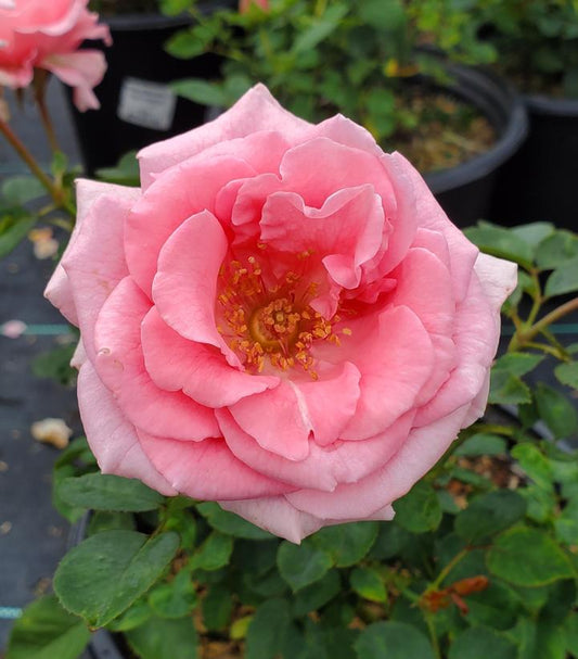 Rosa Brindabella Roses® Pink Princess (Pink Princess Rose)